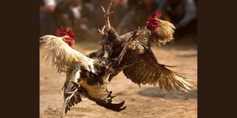 Đá Gà Cựa Dao Jun88 - Những Trận Chiến Khét Nhất Thế Giới 5 Kinh nghiệm chơi cá cược đá gà cựa dao