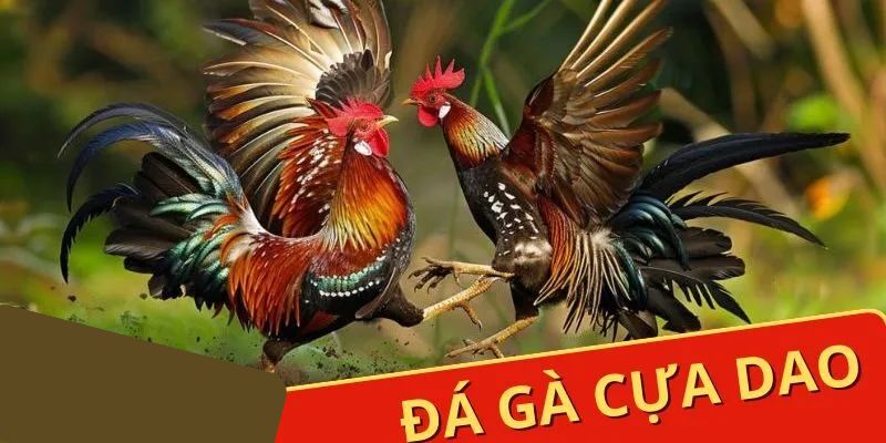 Đá Gà Cựa Dao Jun88 - Những Trận Chiến Khét Nhất Thế Giới 3 da ga cua dao