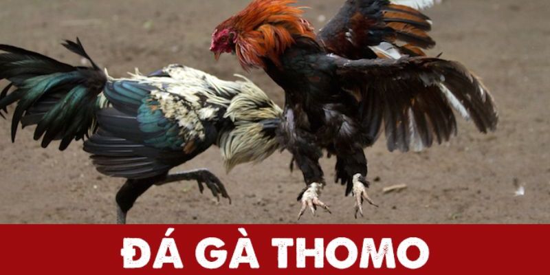 Đá Gà Thomo – Sân Chơi Đỉnh Cao Của Giới Đam Mê Đá Gà 4 da ga thomo dai dien